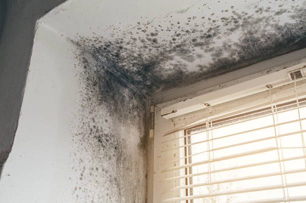 Affordable Hvac And Air Duct Mold Remediation solutions in Graham, NC